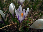 34 Crocus...